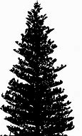 Image result for Cartoon Pine Tree Vector