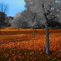 Image result for Fallen Leaves On Patio