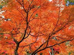 Image result for Cherry Blossom Tree in Pot