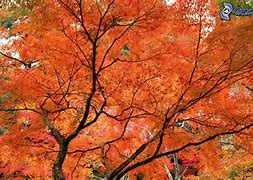 Image result for Cherry Blossom Tree in Pot