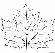 Image result for Maple Leaf Coloring