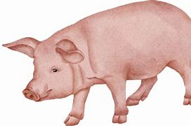 Image result for Pig Outline Template PNG