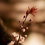 Image result for Brown Flower Background