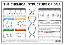 Image result for What Makes Up Human DNA