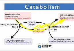 Image result for Catabolism