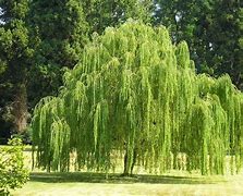 Image result for Salix Babylonica Flower and Leaf Drawing