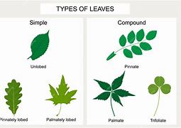 Image result for What Is a Simple Leaf