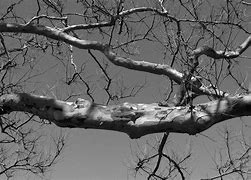 Image result for Simple Tree Branch with Leaves