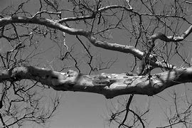 Image result for Beech Tree Branch