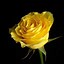 Image result for Soft Yellow Roses