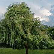 Image result for Willow Tree Home