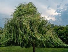 Image result for Willow Tree in French