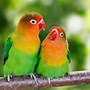 Image result for Par Blue Parrot Love Birds