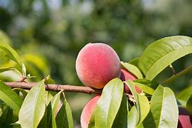 Image result for Galt Peach Benjamin Moore