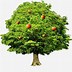 Image result for Shaking Apple Tree Clip Art