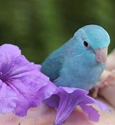 Image result for Baby Bird On a Branch