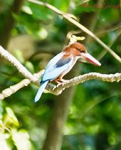 Image result for Drawing of a Bird On a Branch with a Colourful Background