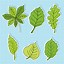 Image result for Leaf Veign Cut Out