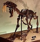 Image result for Smilodon Populator Skull