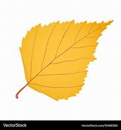 Image result for Birch Leaf Fall