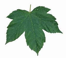 Image result for Leaf Transparent Background PNG Simple