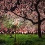 Image result for Japanese Cherry Blossom Tree Background