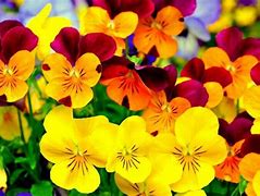 Image result for Bright Colored Flowers