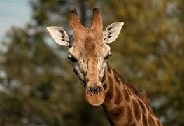 Image result for Bull Giraffe