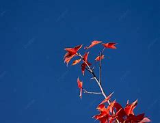 Image result for Red Vignet Background Leaf