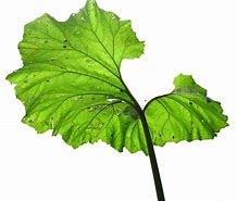 Image result for Leaf Branch Design