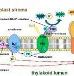 Image result for Photosynthesis Process Vector