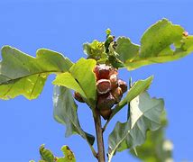 Image result for Swamp White Oak Leaf