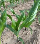 Image result for Futureistic Corn Fields