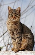 Image result for Orange Tabby Cat Clip Art