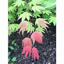 Image result for Acer Shirasawanum