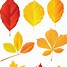 Image result for Fall Leaves Vector Free