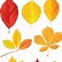 Image result for Autumn Leaf Clip Art