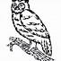 Image result for Owl On Branch Print Out