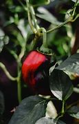 Image result for Bugs Eating Pepper Plant Leaves