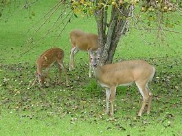 Image result for Deer Eating Clip Art