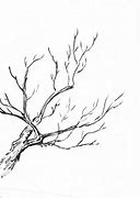 Image result for Tree Branch Pencil Drawing