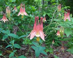 Image result for Columbine Early Bird Red ND Yellow