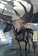 Image result for Skeleton Drawing Irish Elk