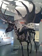 Image result for Irish Elk Skeleton