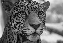 Image result for Black and White Jaguar Cubs