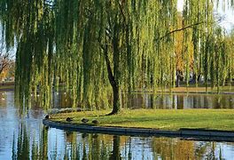 Image result for Weeping Willow Tree Trinidad