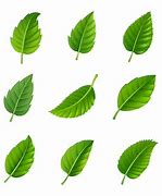 Image result for Leaf Art Template