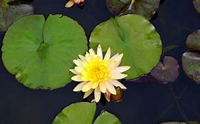 Image result for Colorado Water Lily