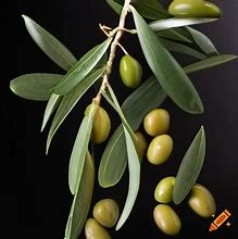 Image result for Wavy Olive Branch