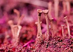 Image result for Moss Antheridium